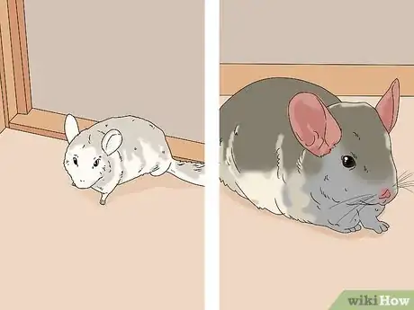 Image titled Break Up Fights Between Chinchillas Step 5