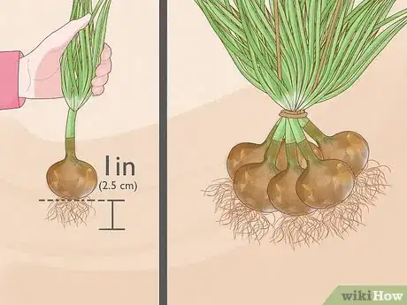 Image titled Plant Sprouted Onions Step 12