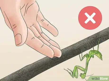 Image titled Take Care of a Praying Mantis Step 17