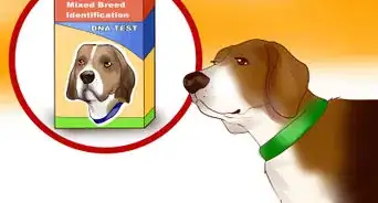 Identify a Beagle