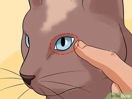 Image titled Diagnose Eyelid Conditions in Cats Step 16