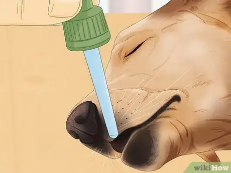 Image titled Get a Dog to Vomit Step 6