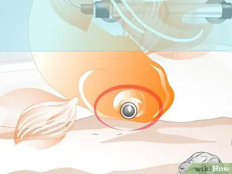 Image titled Cure Goldfish Dropsy Step 2