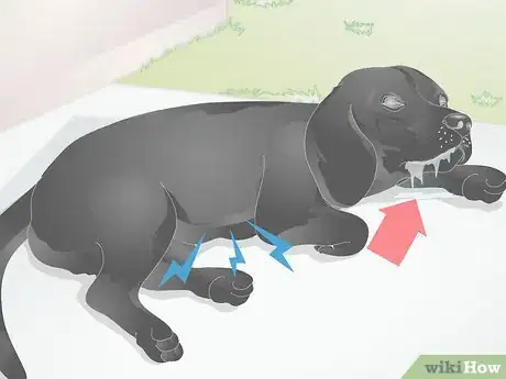 Image titled Diagnose Yellow Foamy Vomit in Dogs Step 3