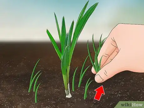 Image titled Grow Elephant Garlic Step 10