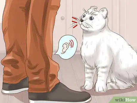 Image titled Identify an American Curl Cat Step 12