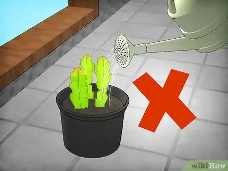 Image titled Grow Epiphyllum Cactus Step 4