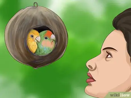 Image titled Choose a Parrot Step 5