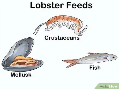 Image titled Create Lobster Farms Step 10
