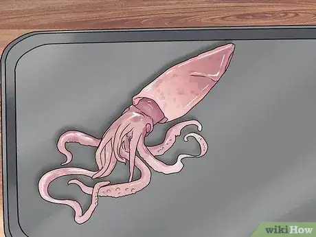 Image titled Dissect a Squid Step 4