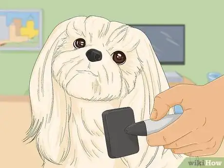 Image titled Take Care of a Shih Tzu Step 1