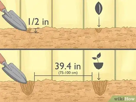 Image titled Grow Zucchini Step 6