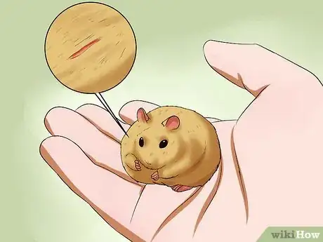 Image titled Take Care of a Found Injured Hamster Step 1