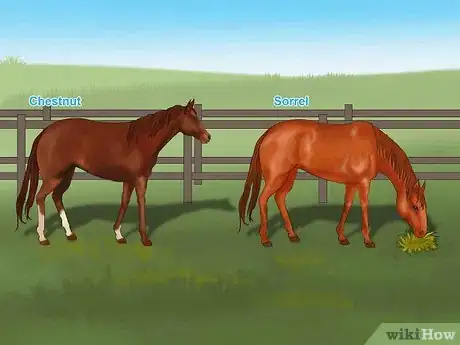 Image titled Distinguish Horse Color by Name Step 6