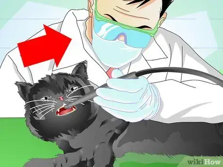 Image titled Get Rid of Bad Cat Breath Step 5