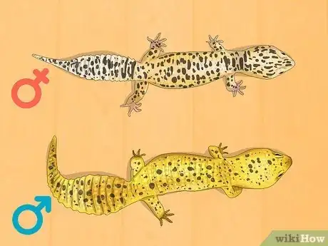 Image titled Sex Leopard Geckos Step 6