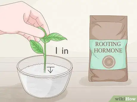 Image titled Grow Gardenia from Cuttings Step 6