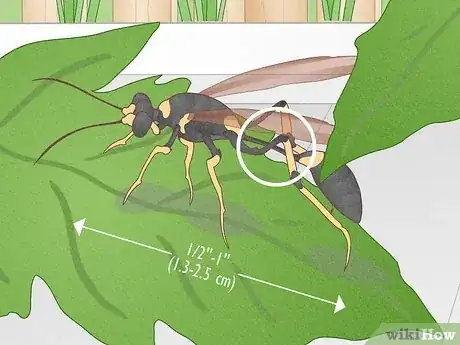 Image titled Get Rid of Mud Daubers Step 1