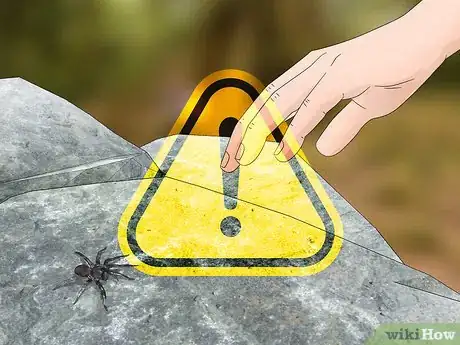 Image titled Identify a Funnel Spider Step 10