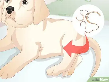 Image titled Know Your Puppy Has Worms Step 3