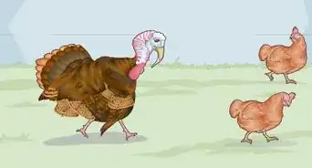 Sex Turkeys