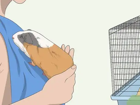 Image titled Hold a Guinea Pig Step 14
