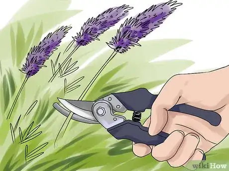 Image titled Make Essential Oils Step 10