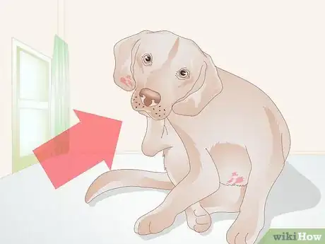 Image titled Get Rid of a Rash on a Dog Step 2