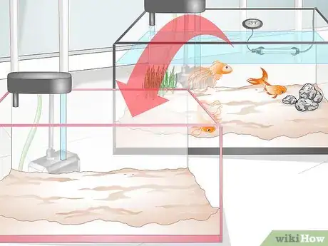 Image titled Cure Goldfish Dropsy Step 4