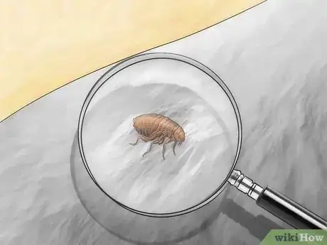Image titled Get Rid of Fleas in Carpets Step 19