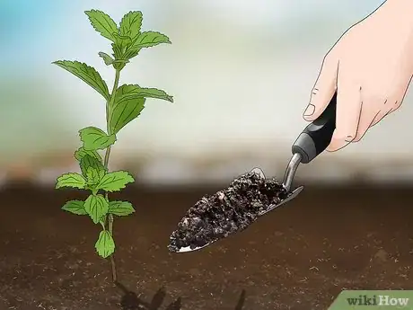 Image titled Grow Stevia Step 7