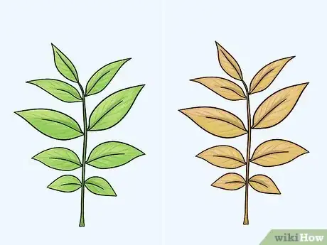 Image titled Identify Walnut Trees Step 6