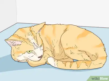 Image titled Help a Deaf Cat Step 1