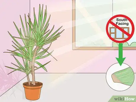 Image titled Care for a Madagascar Dragon Tree Step 5