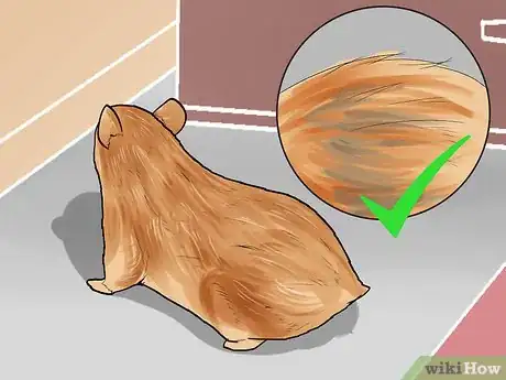 Image titled Groom a Hamster Step 8