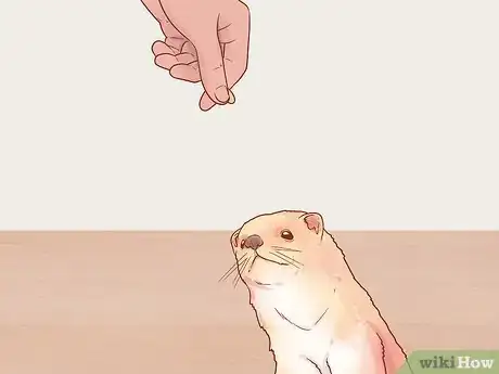 Image titled Train Your Ferrets to Do Tricks Step 9