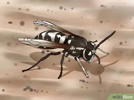 Image titled Identify a Hornet Step 5