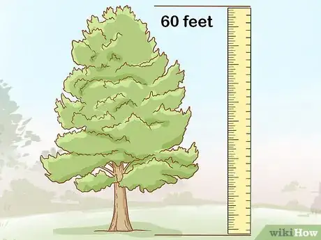 Image titled Identify Cedar Trees Step 12