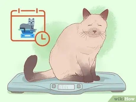 Image titled Get an Overweight Senior Cat to Lose Weight Step 9