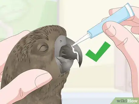 Image titled Spot Beak Problems in a Senegal Parrot Step 10