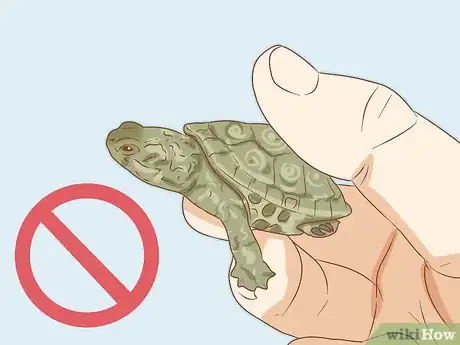 Image titled Look After Terrapins Step 5