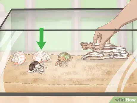 Image titled Create a Hermit Crab Habitat Step 3