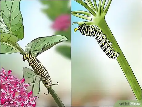 Image titled Identify a Caterpillar Step 4