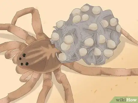 Image titled Identify a Wolf Spider Step 10