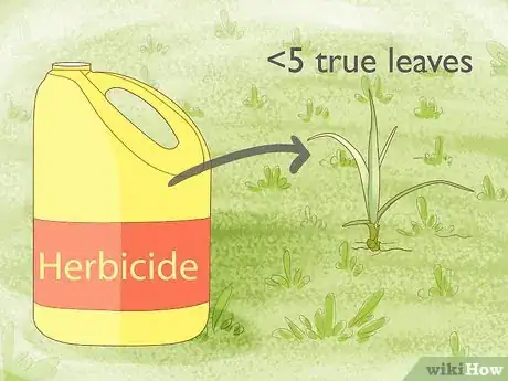 Image titled Get Rid of Nutgrass Step 15