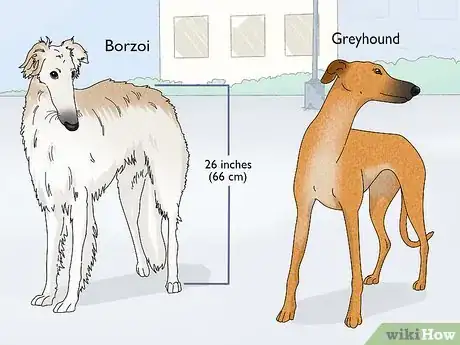 Image titled Identify a Greyhound Step 20