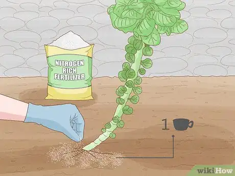 Image titled Regrow Brussels Sprouts Step 13