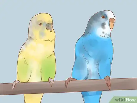 Image titled Take Care of a Parakeet Step 4