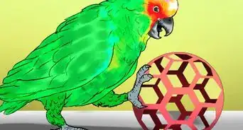 Know if an Amazon Parrot Is Right for You
