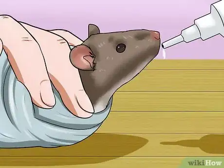 Image titled Syringe Feed a Sick Rat Step 6